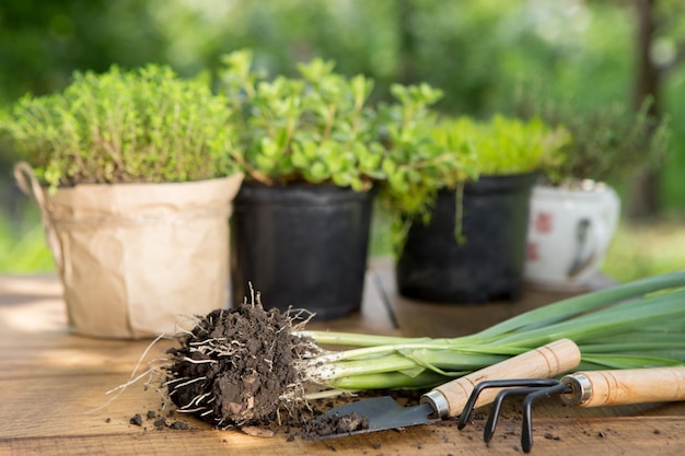 Mudas de plantas em vasos e ferramentas de jardim na mesa de madeira árvores verdes turva o conceito de jardinagem de fundo