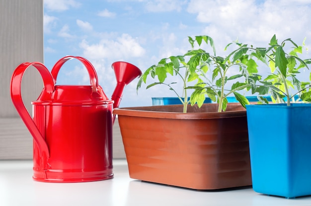 Mudas de plantas em vasos e regador no peitoril da janela