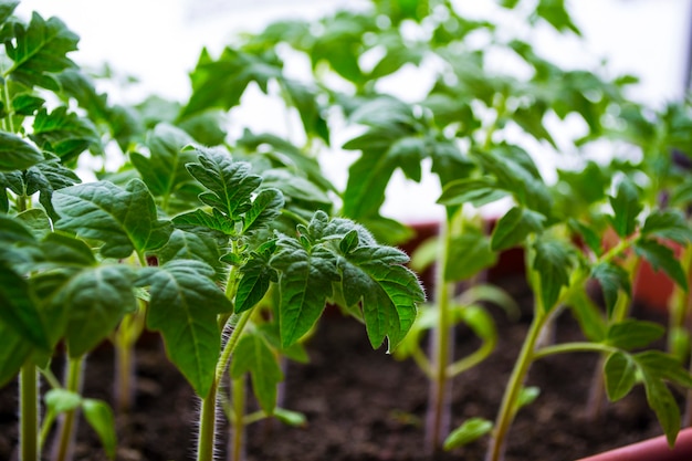 Mudas de plantas jovens no peitoril da janela em casa