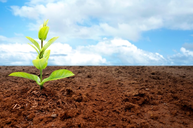 Mudas de plantas recém-cultivadas no solo