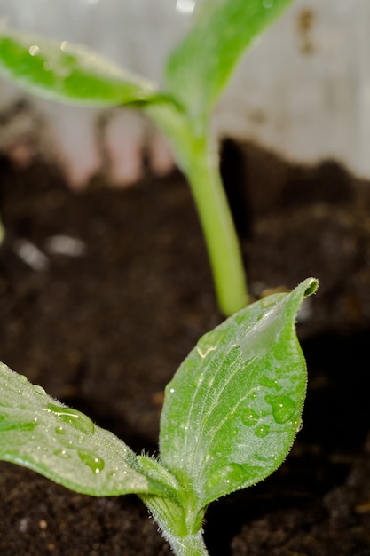 Mudas de plantas verdes