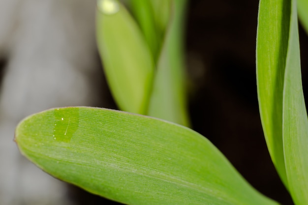 Mudas de plantas verdes