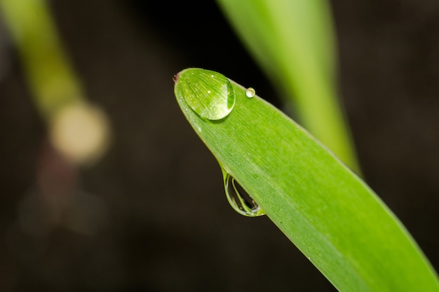 Mudas de plantas verdes