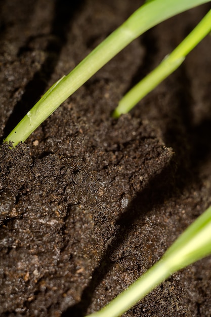 Mudas de plantas verdes