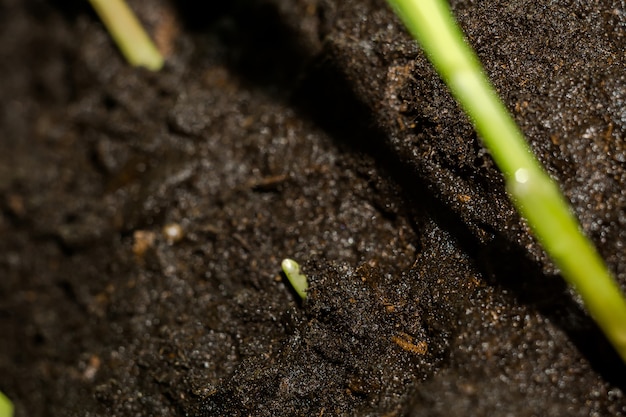 Mudas de plantas verdes