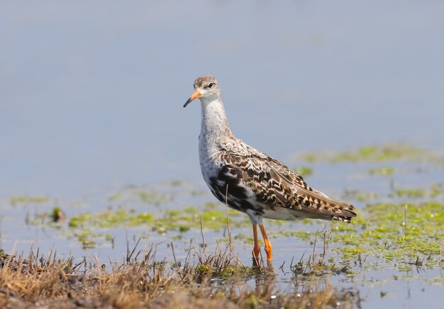 Mudas de rufos adultos (Calidris pugnax) em plumagem de inverno