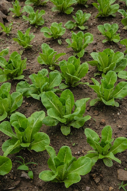 Mudas de salada verde pequena na horta