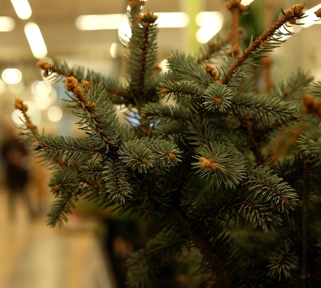 Mudas de sequoia de abeto de pinheiro e outras árvores coníferas em vasos em viveiro de plantas