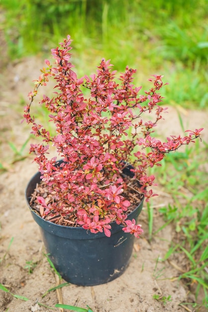 Mudas de thunberg de bérberis com pequenas folhas vermelhas preparadas para plantio no jardim