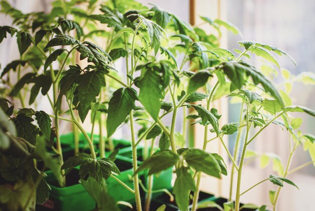 Mudas de tomate crescidas crescendo pela janela com falta de luz