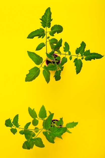 Mudas de tomate em um copo rosa em uma vista superior de fundo amarelo