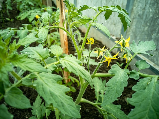 Mudas de tomate em uma estufa cultivando plantas frutíferas com efeito de estufa