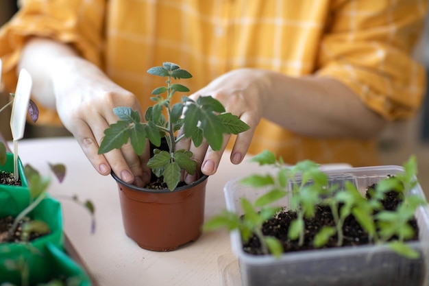 Mudas de tomate forte jovem nas mãos das mulheres