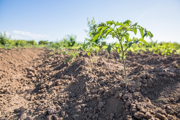 Mudas de tomate no campo