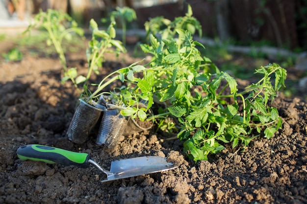 Mudas de tomate no jardim