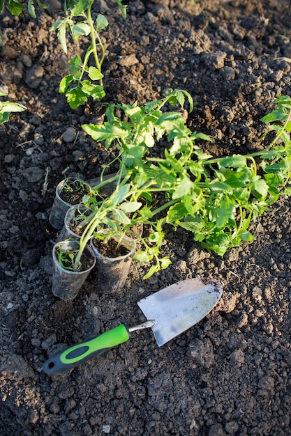 Mudas de tomate no jardim