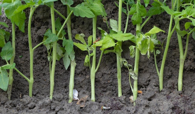 Mudas de tomate plantadas temporariamente no jardim todas juntas