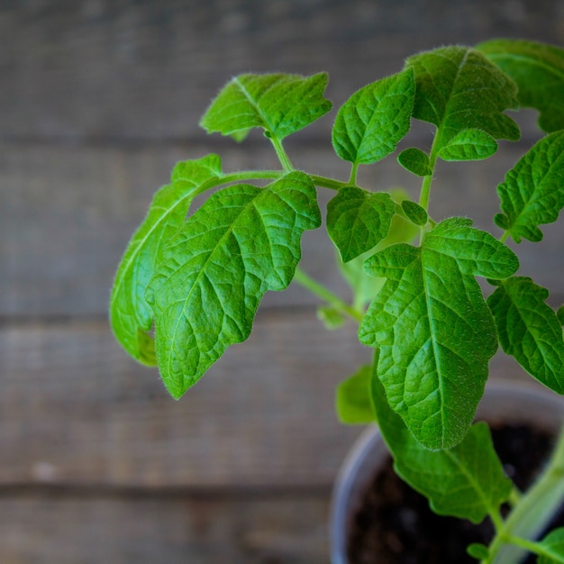 Foto mudas de tomate primavera