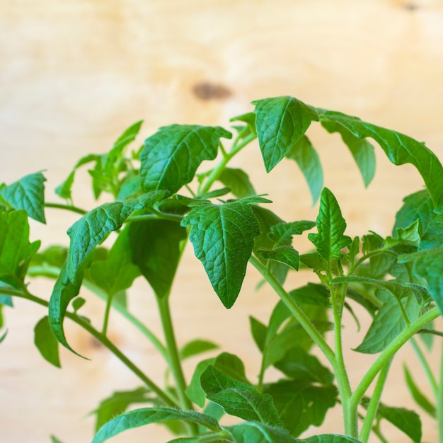 Mudas de tomate primavera