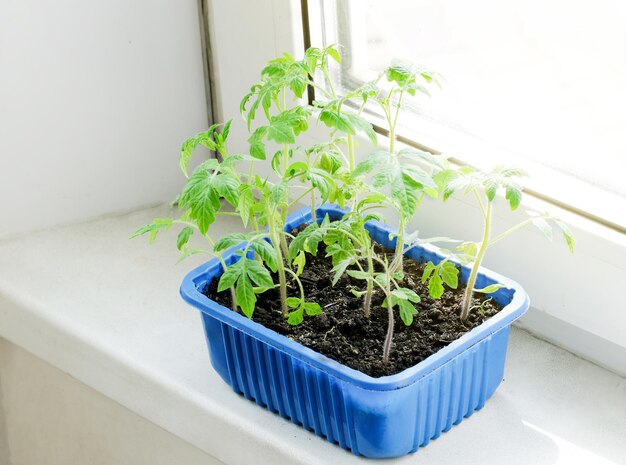 Mudas de tomate verde jovem na bandeja de mudas no peitoril da janela Crescimento eficaz