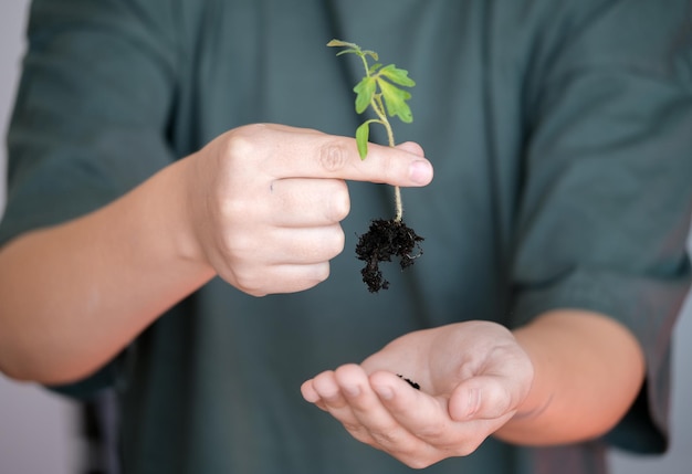 Mudas de tomate verde jovem nas mãos Crescimento eficaz de mudas de vegetais e plantas