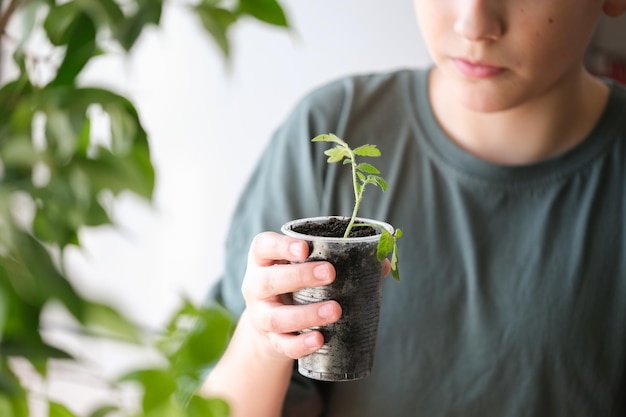 Mudas de tomate verde jovem nas mãos Crescimento eficaz de mudas de vegetais e plantas