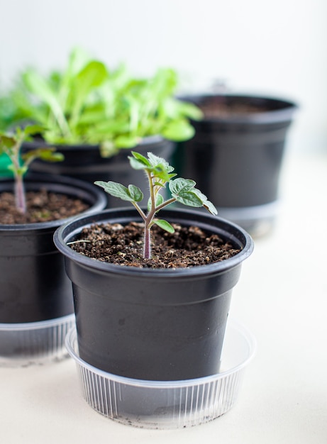 Mudas de tomates verdes no parapeito da janela da casa