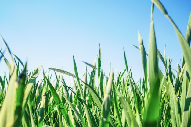 Mudas de trigo crescendo em um campo de perto