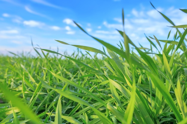 Mudas de trigo crescendo em um campo. Mudas de trigo verde crescendo no solo.