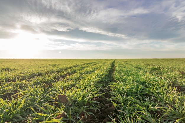 Mudas de trigo crescendo em um campo. Trigo verde jovem crescendo no solo.