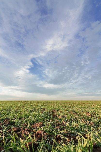 Mudas de trigo crescendo em um campo. Trigo verde jovem crescendo no solo.