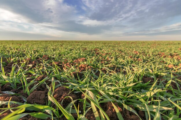 Mudas de trigo crescendo em um campo. Trigo verde jovem crescendo no solo.