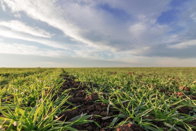 Mudas de trigo crescendo em um campo. Trigo verde jovem crescendo no solo.