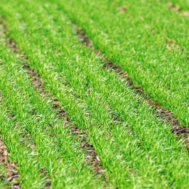 Mudas de trigo crescendo em um campo