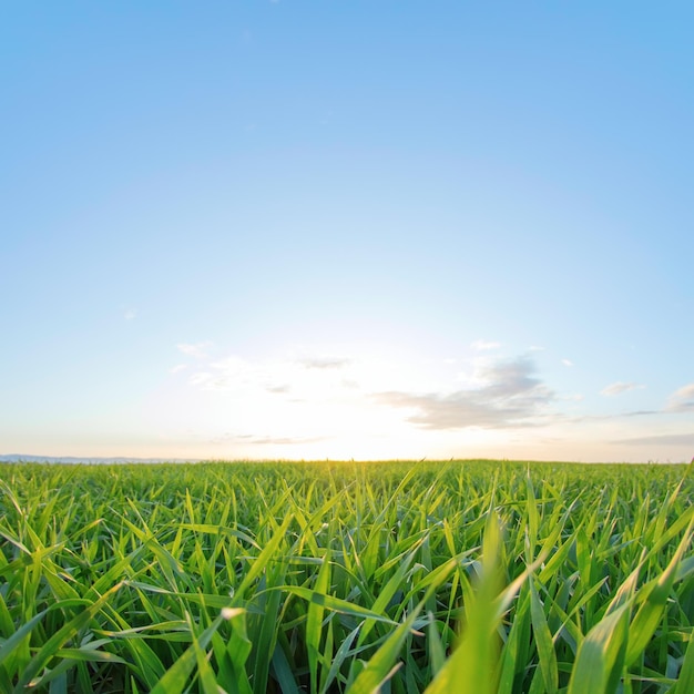 Mudas de trigo crescendo em um campo