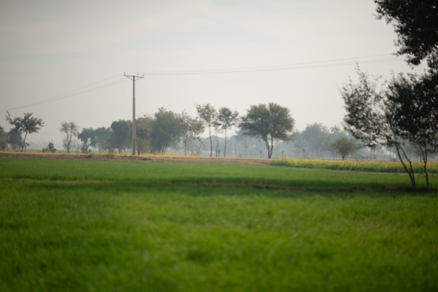 mudas de trigo crescendo nos campos