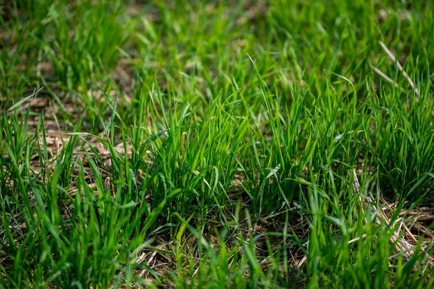 Mudas de trigo crescendo nos campos