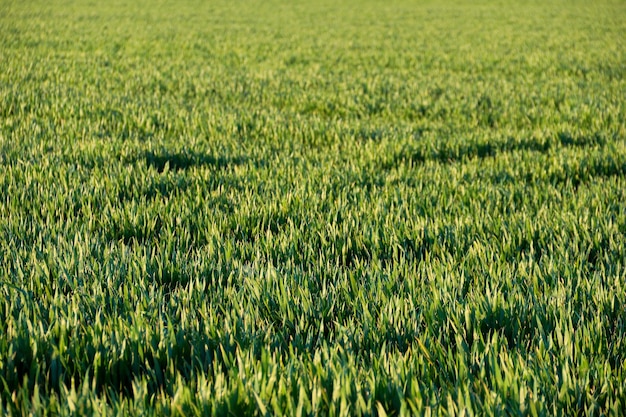 Mudas de trigo jovem crescendo em um campo Trigo verde crescendo no solo