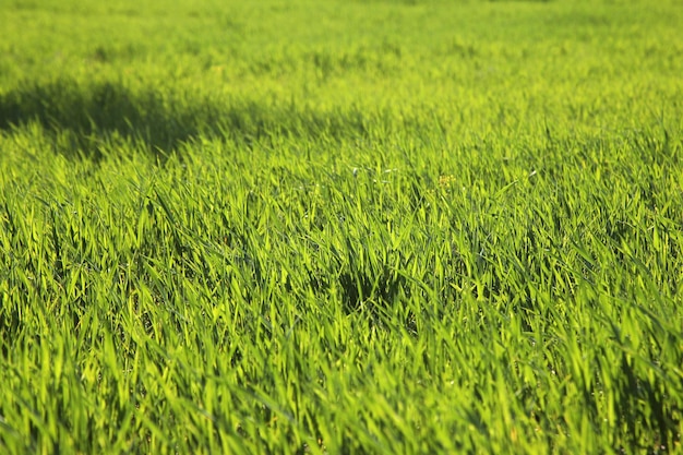 Mudas de trigo jovem crescendo em um campo