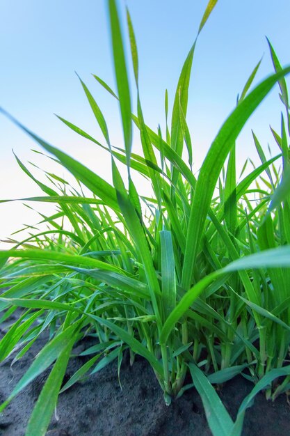 Foto mudas de trigo jovens crescendo em um campo mudas de trigo verde