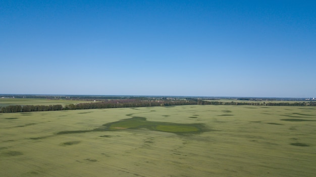 Mudas de trigo jovens crescendo em um campo Vista aérea.