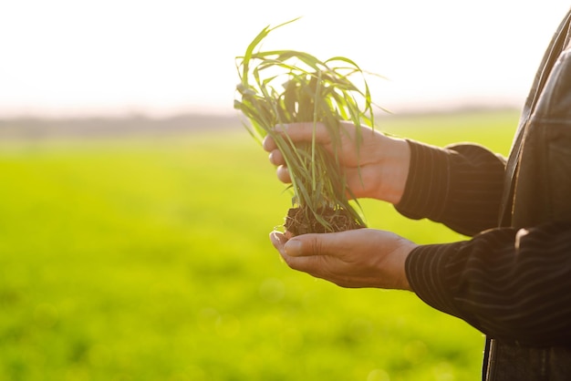 Mudas de trigo verde jovem nas mãos de um agricultor Verificando o progresso do campo de trigo