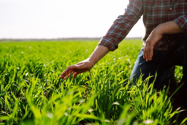 Mudas de trigo verde jovem nas mãos do agricultor Agricultor masculino olhando para o produto antes da colheita