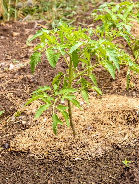 Mudas de um jovem tomate plantado no jardim