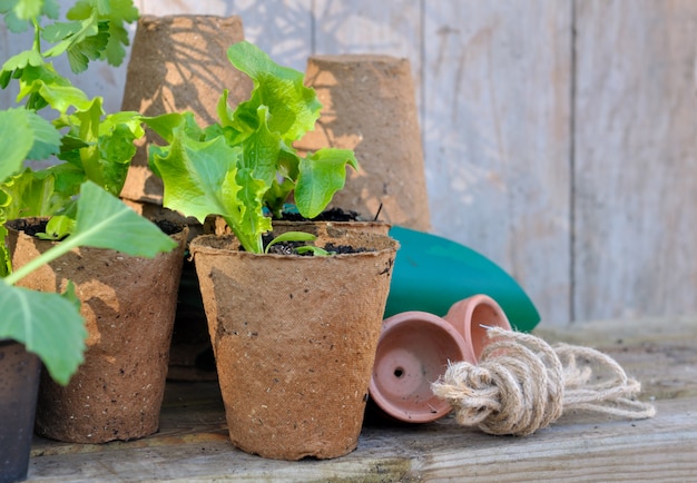 Mudas de vegetais em baldes