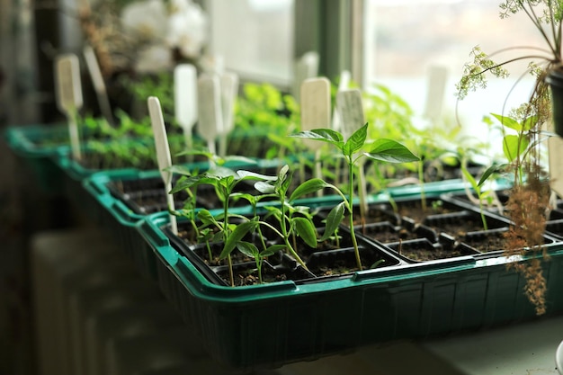 Mudas de vegetais em vasos no peitoril da janela em casa Alimentos orgânicos e agricultura Ecologicamente correto