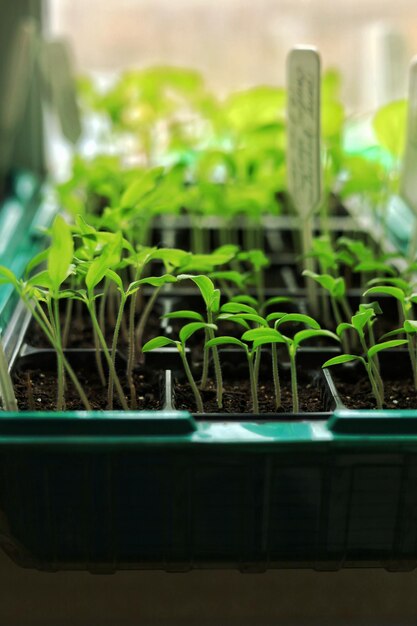 Mudas de vegetais em vasos no peitoril da janela em casa Fechar