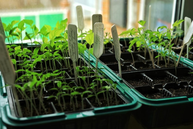 Mudas de vegetais em vasos no peitoril da janela em casa