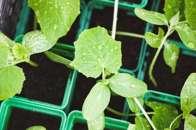 Mudas de vegetais orgânicos em vasos cultivando plantas de abóbora