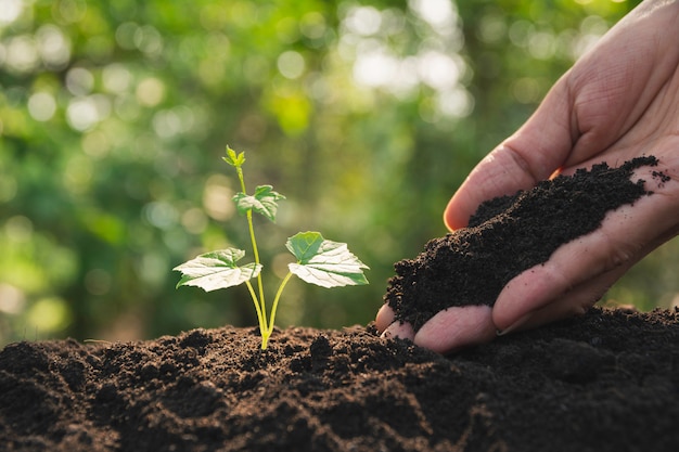 Mudas e plantas crescendo no solo e cópia espaço para inserir texto